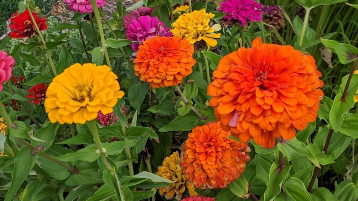 12 Fastest Ways to Fill Gaps in the Yard This May 12 Fastest Ways to Fill Gaps in the Yard This May