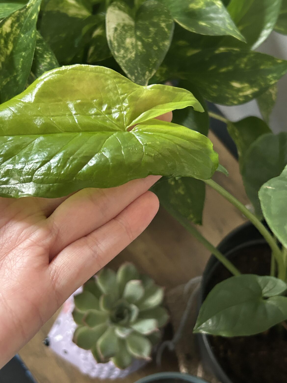 i think my syngonium has scoliosis