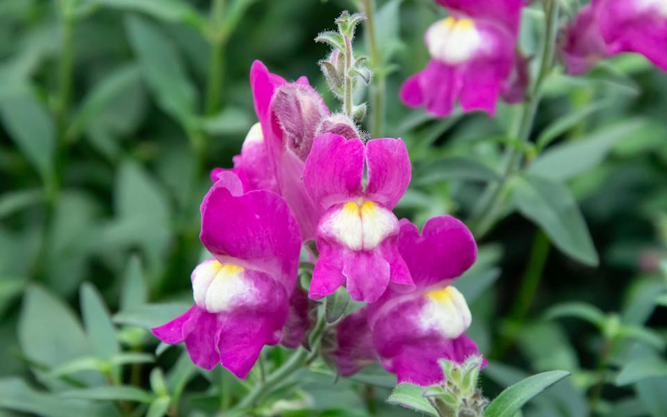 Antirrhinum 'Shiryu Kiss'