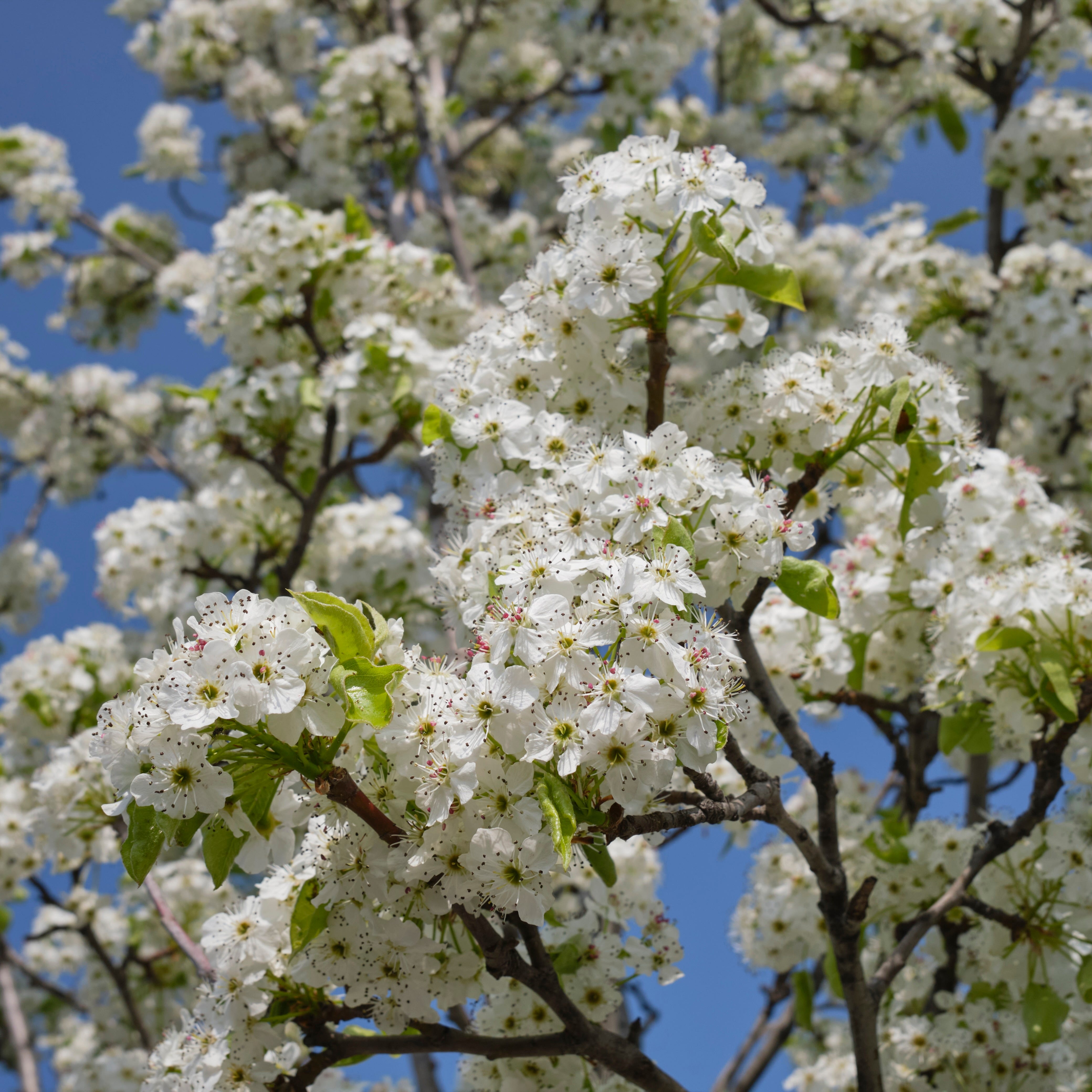 branches of frothy white pear blossoms