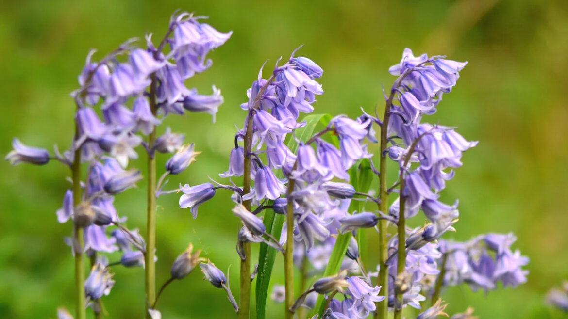 ‘Our local species is becoming extinct’: Irish gardeners face fines, jail time, for planting invasive bluebell 'Our local species is becoming extinct': Irish gardeners face fines, jail time, for planting invasive bluebell