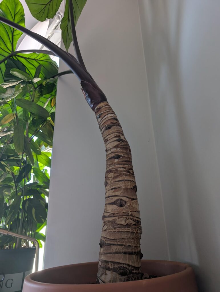 Does anyone else's Alocasia grow like this?