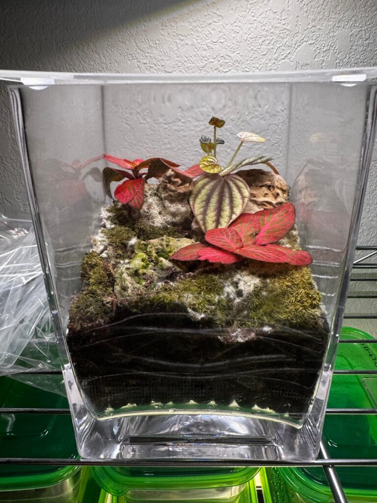 First terrarium build now has mold. Is there any saving it?