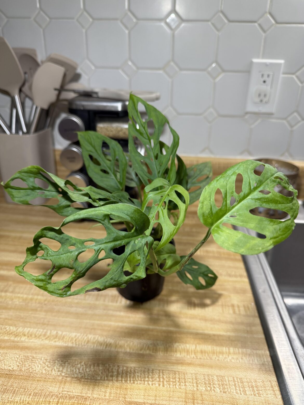 Monstera ID help needed!