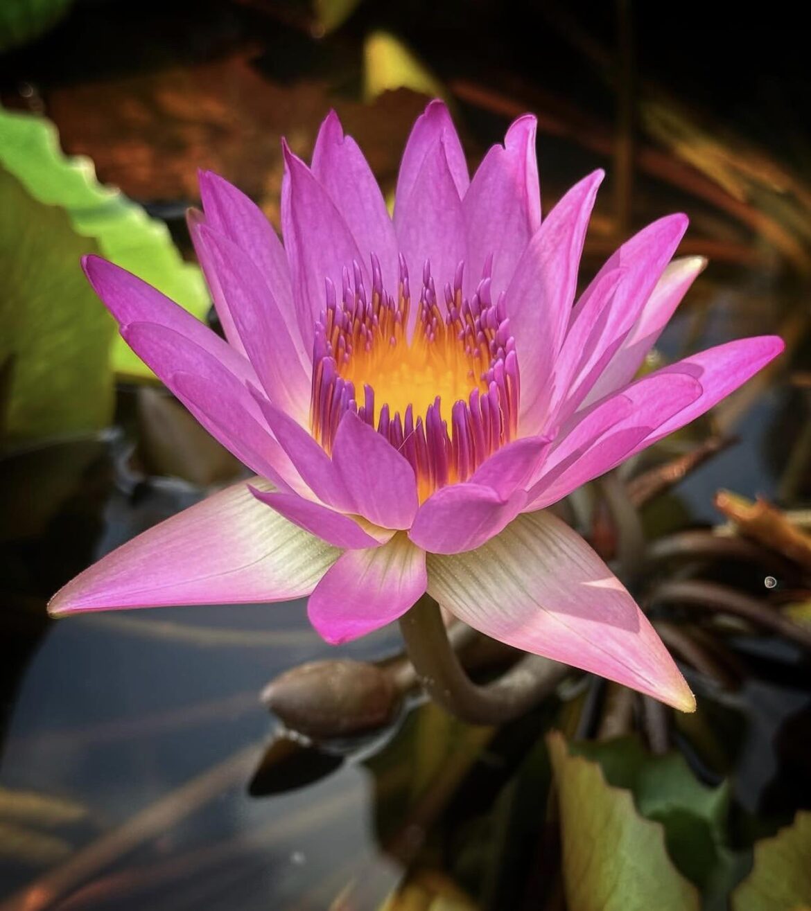 Lily porn