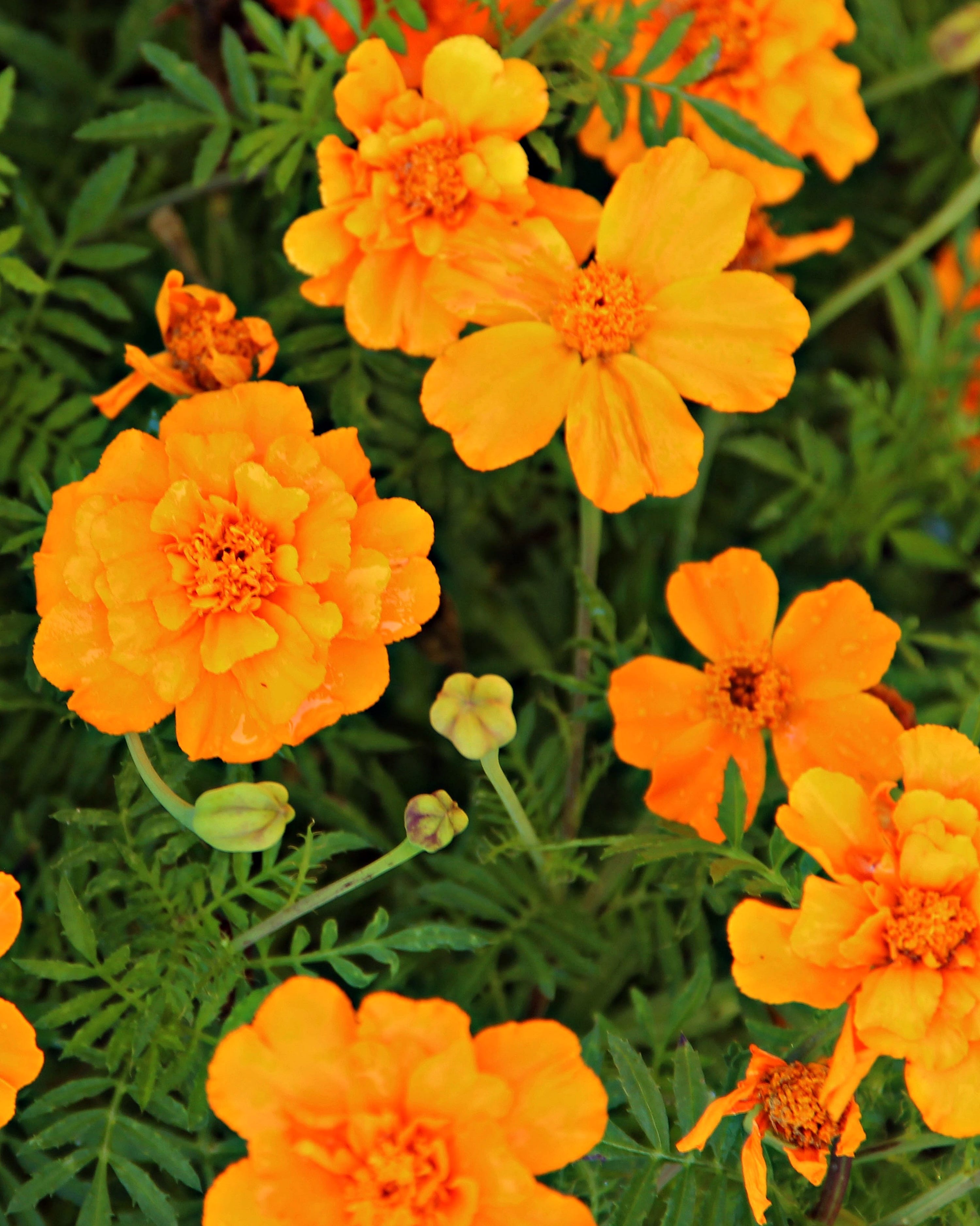 beautiful summer orange flowers of the marigold flower calendula officinalis