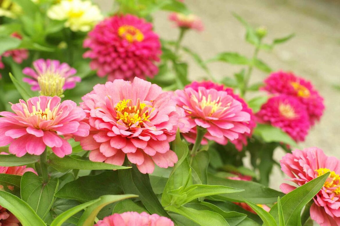 15 Plants to Never Grow Next to Zinnias, According to Experts 15 Plants to Never Grow Next to Zinnias, According to Experts