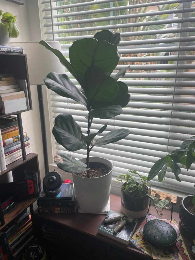 Bad Plant Dad