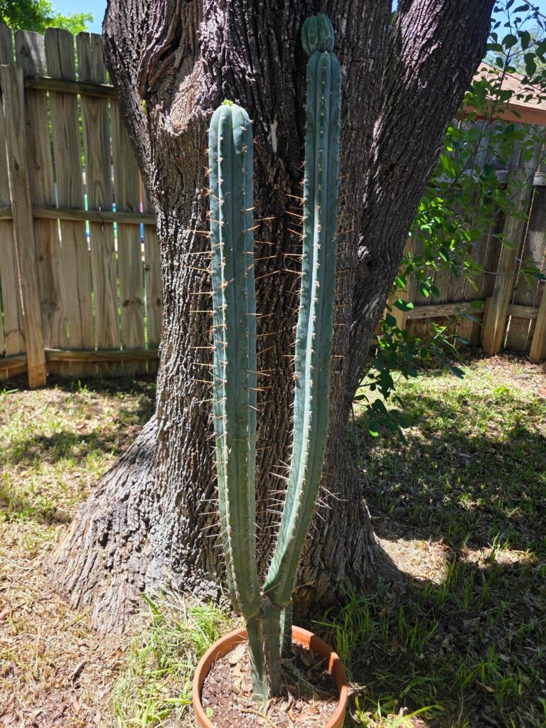 ID help?