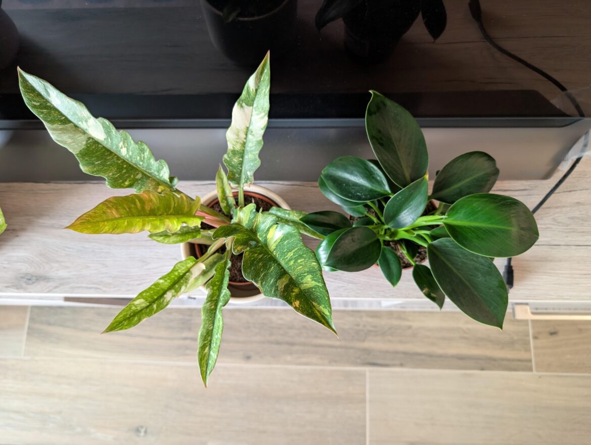 ID of these two beauties?