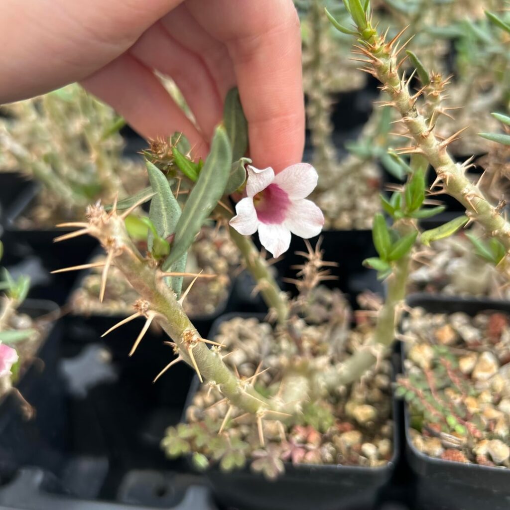 Pachypodium bispinosum