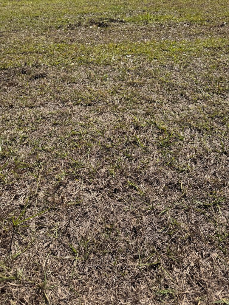 New house, new sod. Do I aerate? Just water? Fertilize? Help… New house, new sod. Do I aerate? Just water? Fertilize? Help…