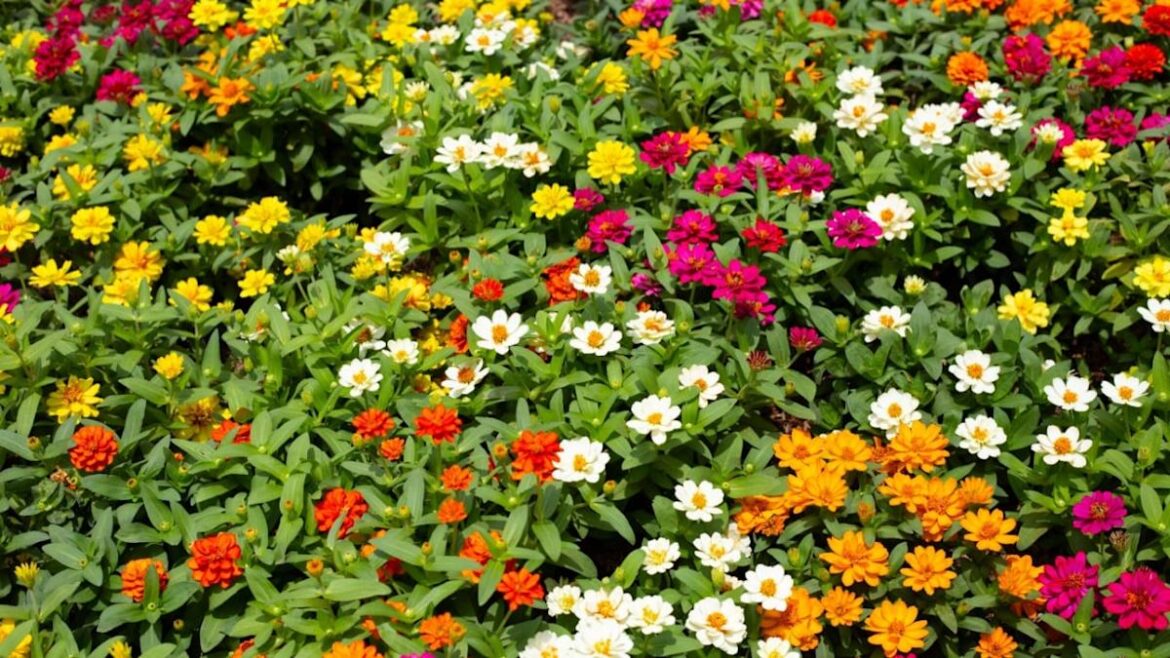 10 Easy Annuals That Add Instant Color to Your Garden This Summer 10 Easy Annuals That Add Instant Color to Your Garden This Summer