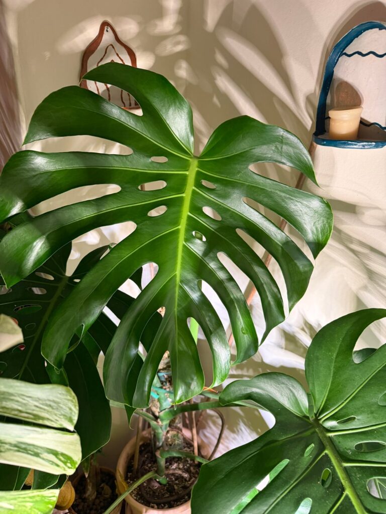 My newest leaf finally hardened!