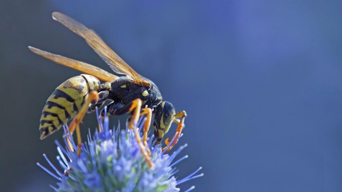 The Wasp-Attracting Flower You May Want To Avoid Planting In Your Garden The Wasp-Attracting Flower You May Want To Avoid Planting In Your Garden