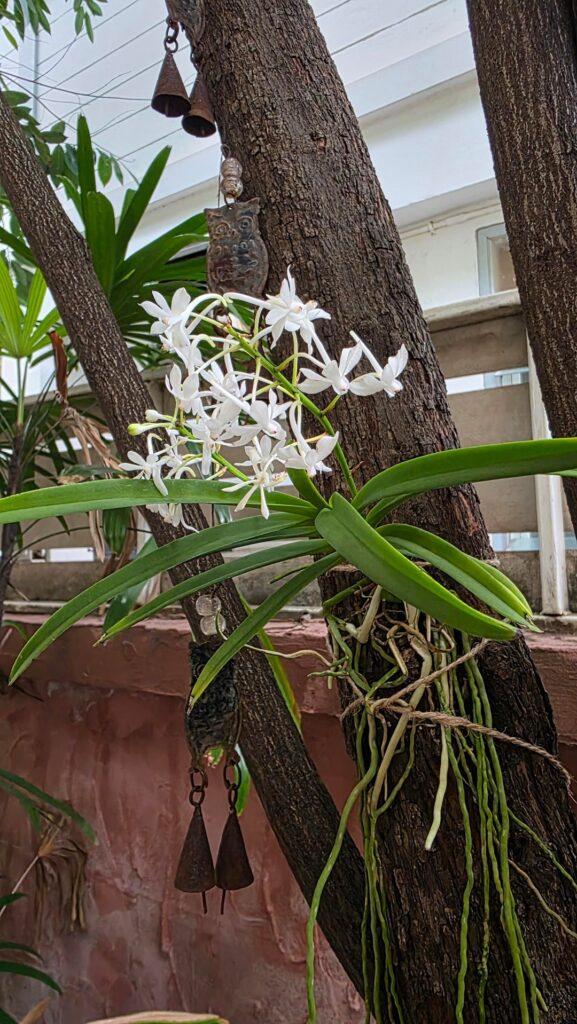 Orchiddiction is real