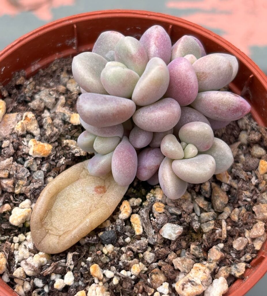 My best prop