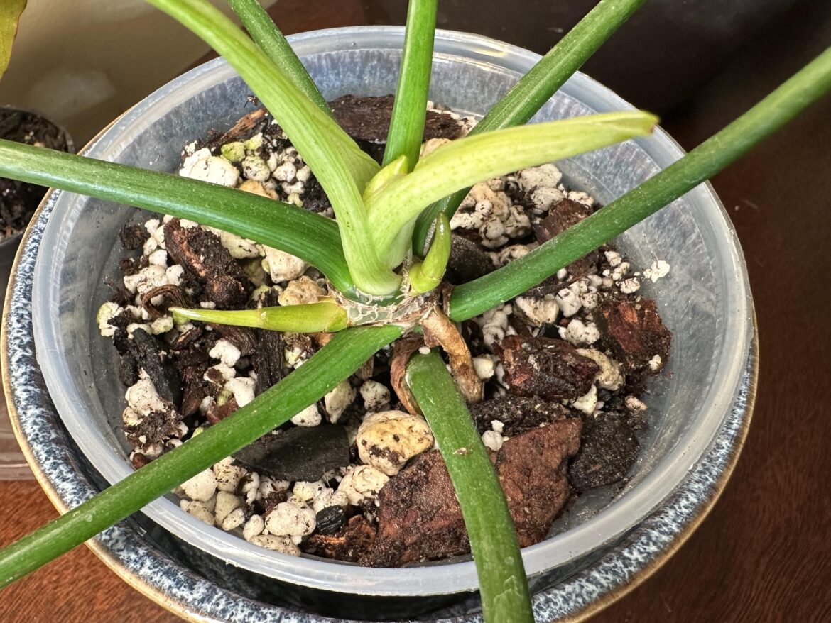 3 growth points on one plant?