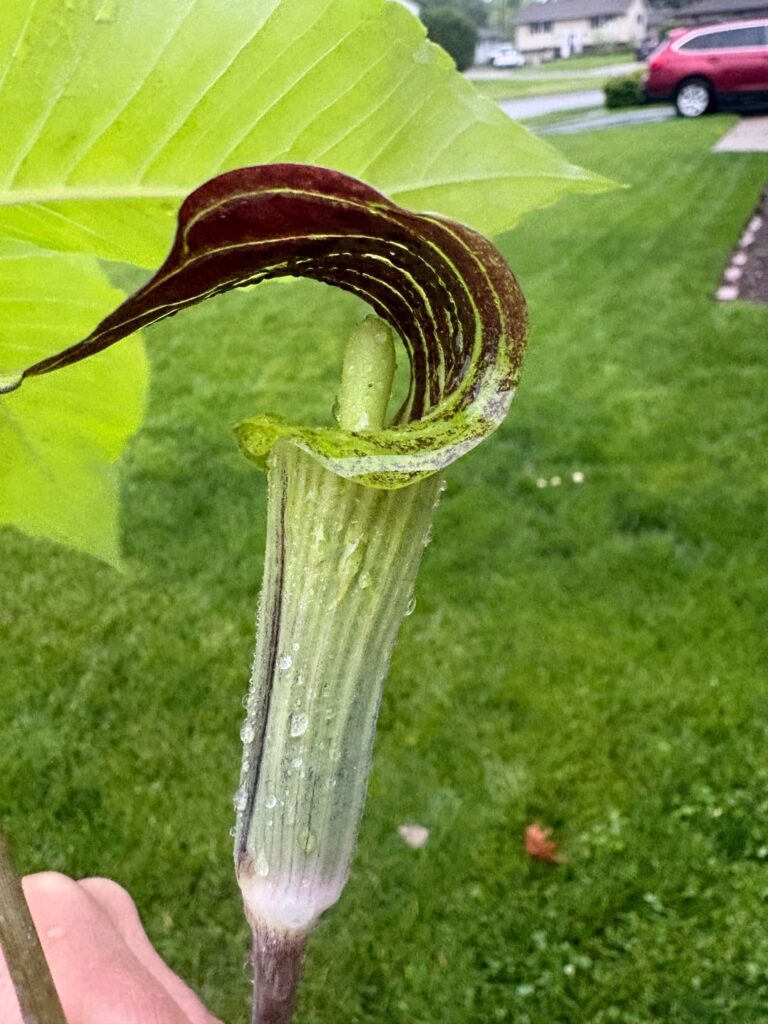 Found someone selling jack in the pulpit from their property