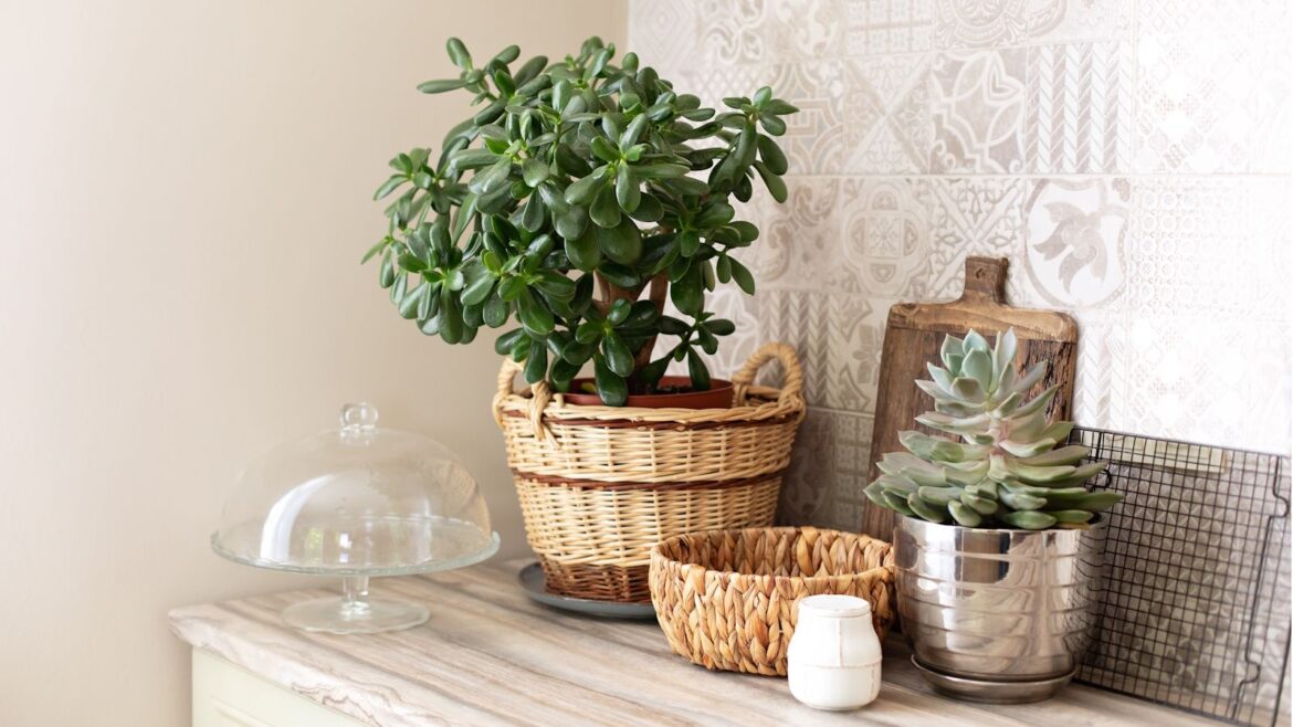 What to Do With a Jade Plant in May, According to an Expert jade plant in wicker planter on a kichen side