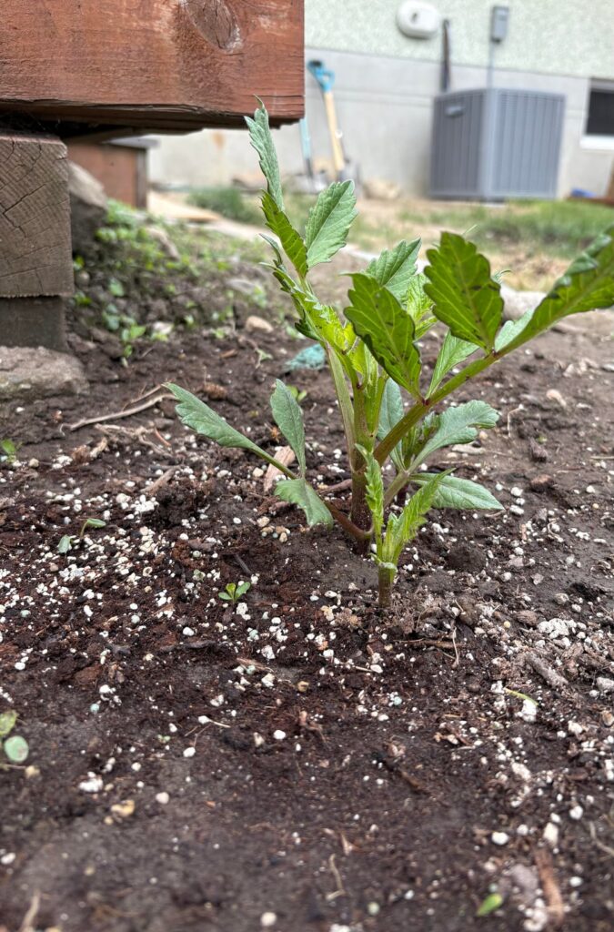 First time growing dahlias!! First time growing dahlias!!