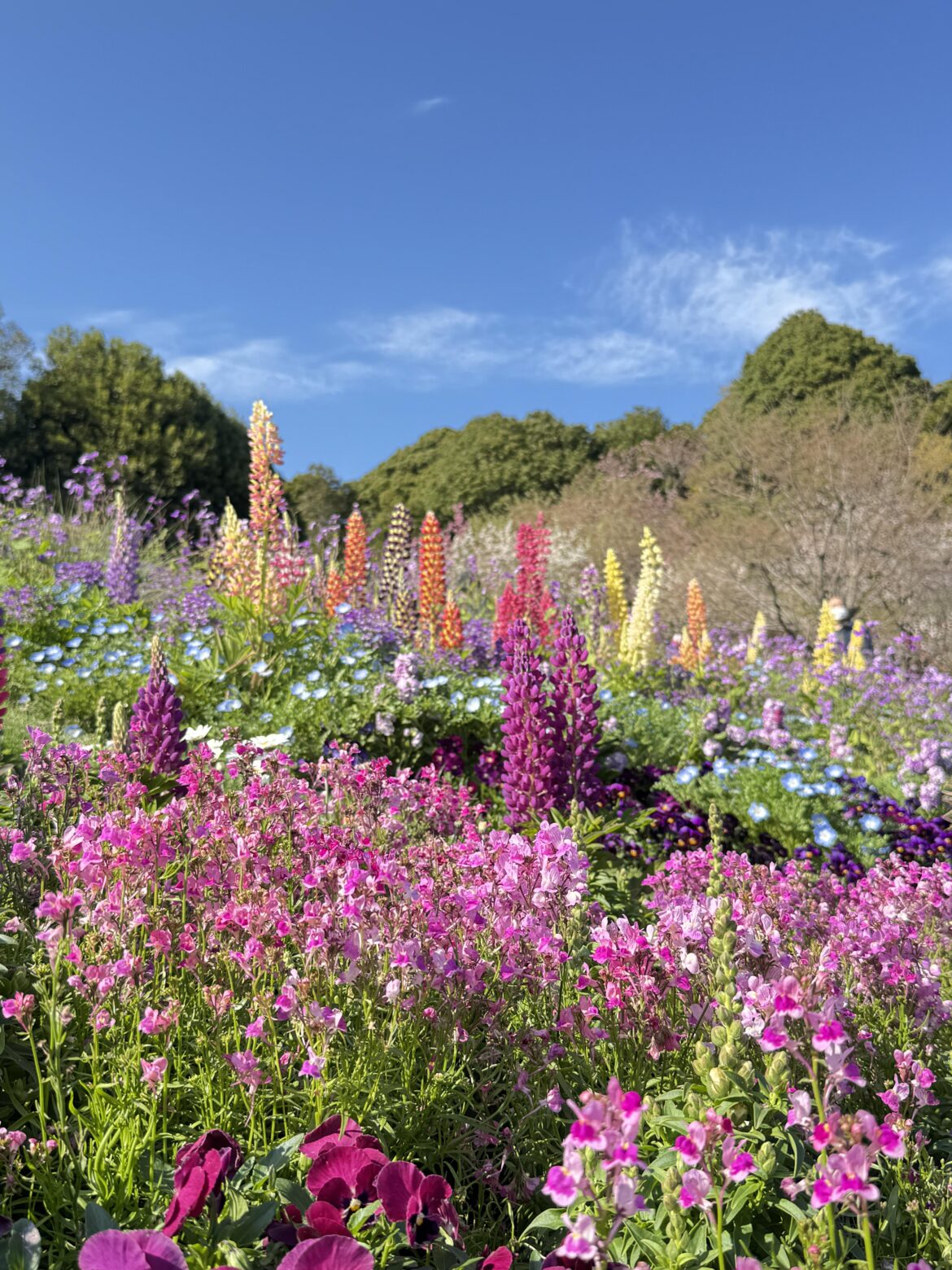 Lupines