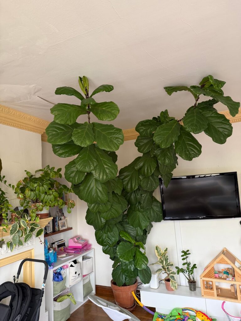 my indoor fiddle leaf fig