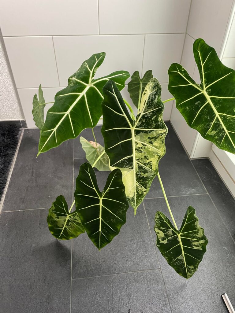 Should I repot or wait?