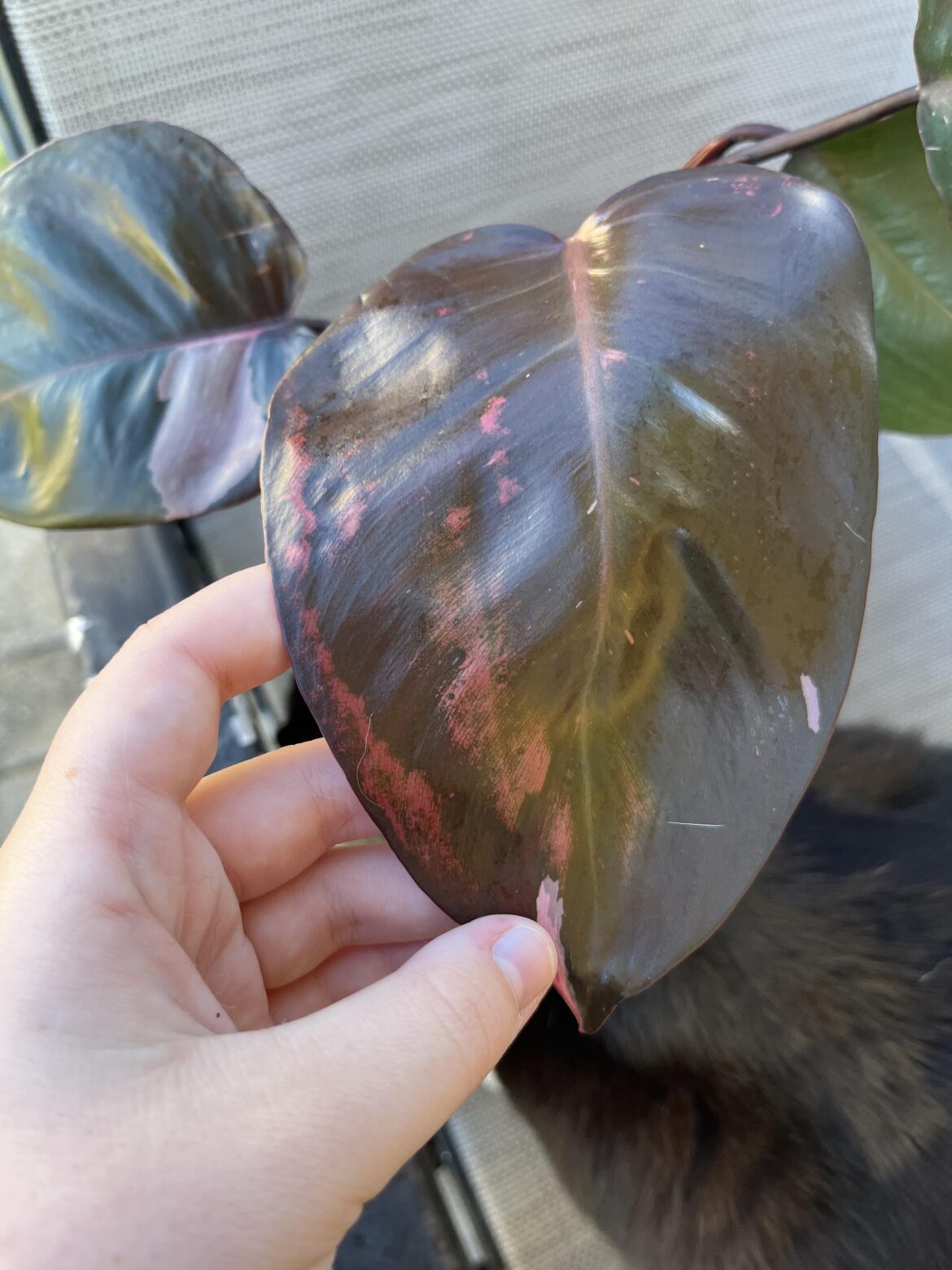 Pink princess philodendron help asap