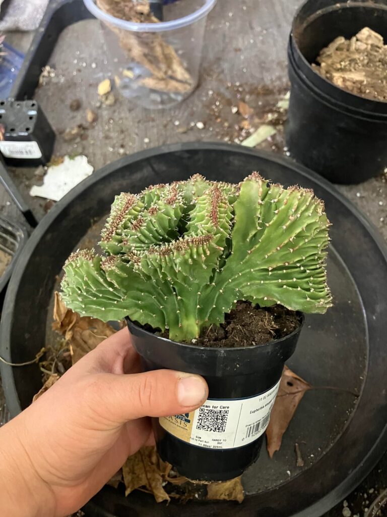 Picked up this beauty today for $6