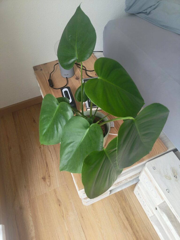 Bought my first Monstera should I cut?