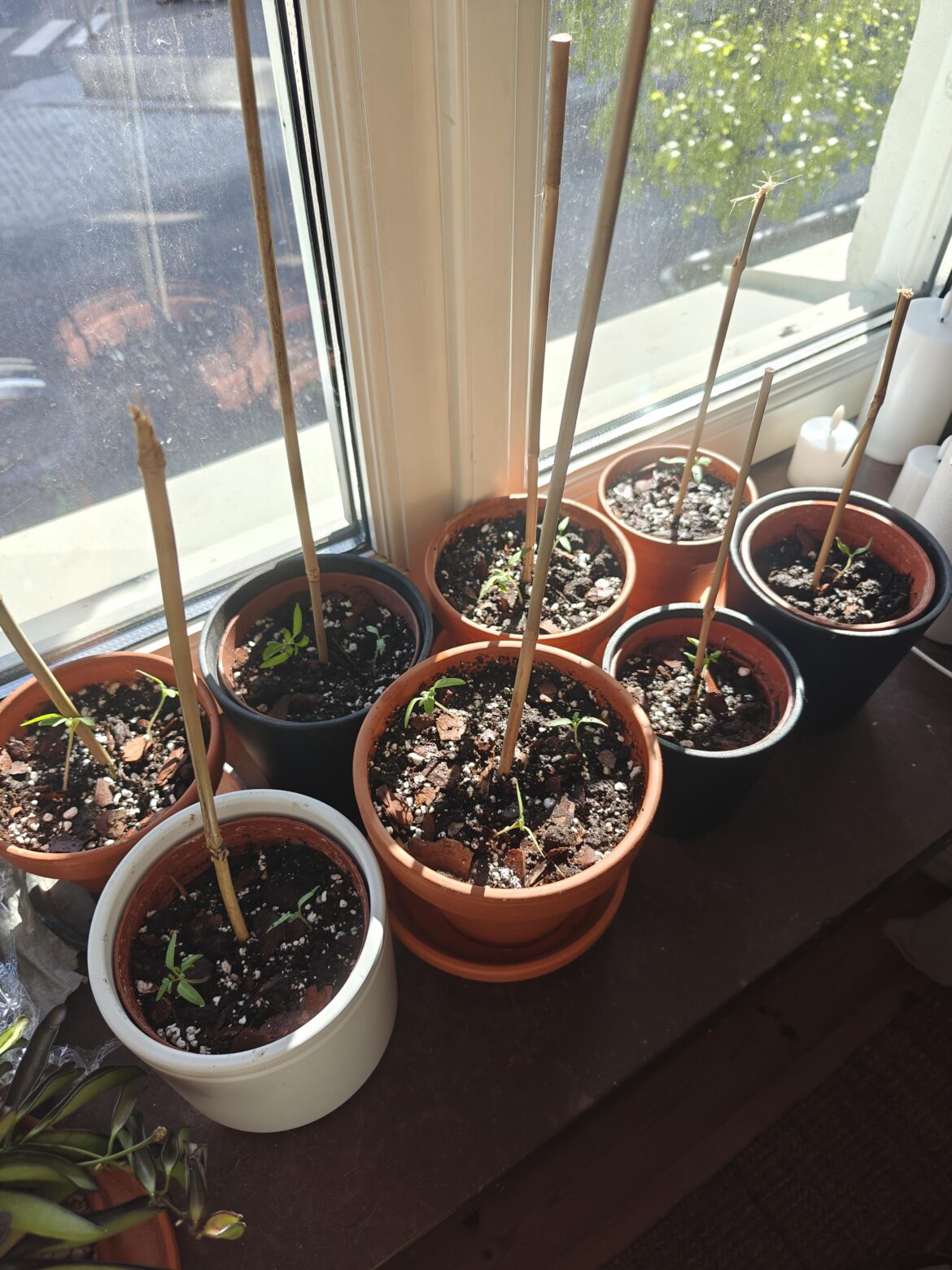 Update to my accidental 100% success rate last week!