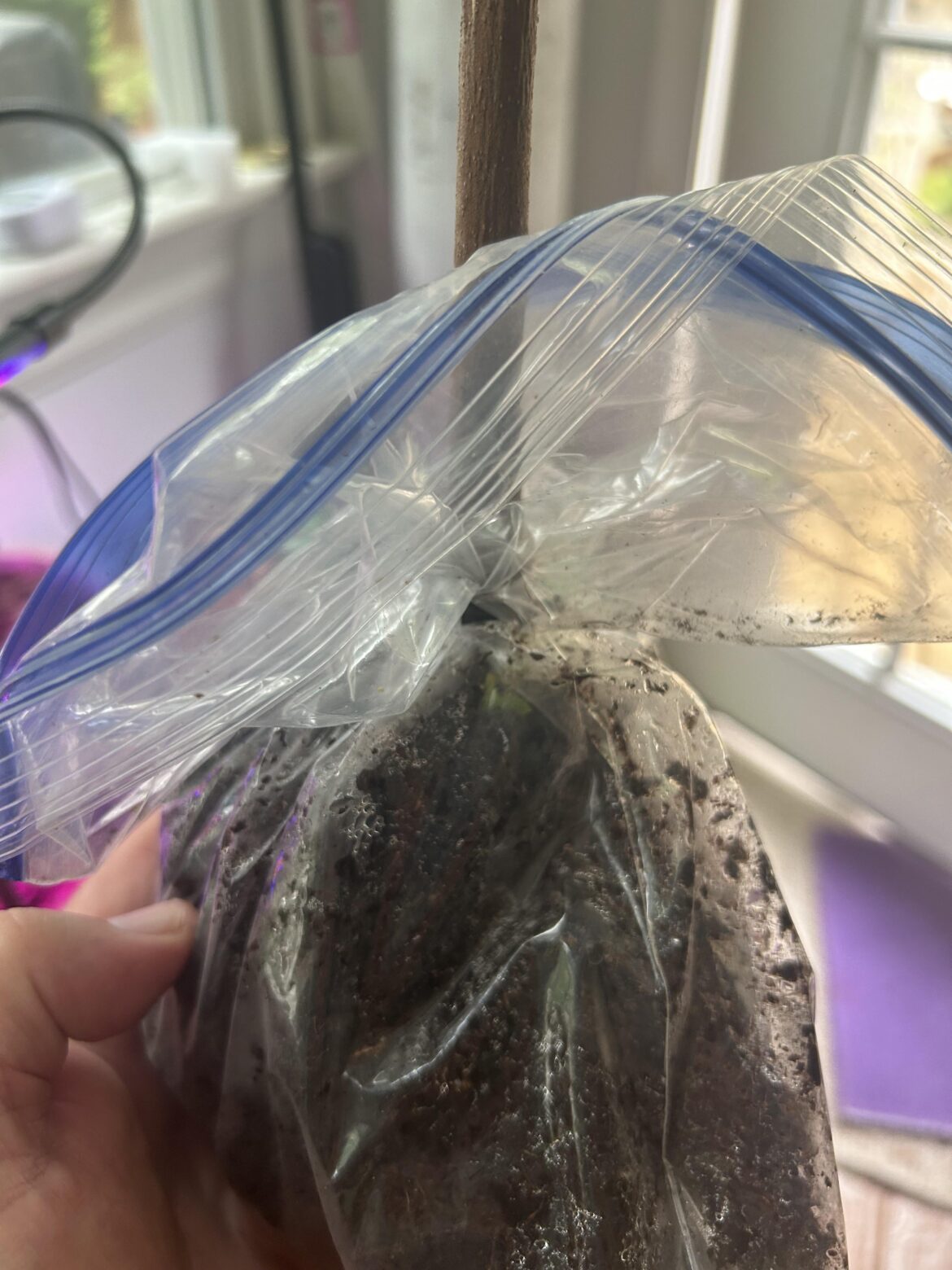 Fig pop leafing out in bag. What do I do?