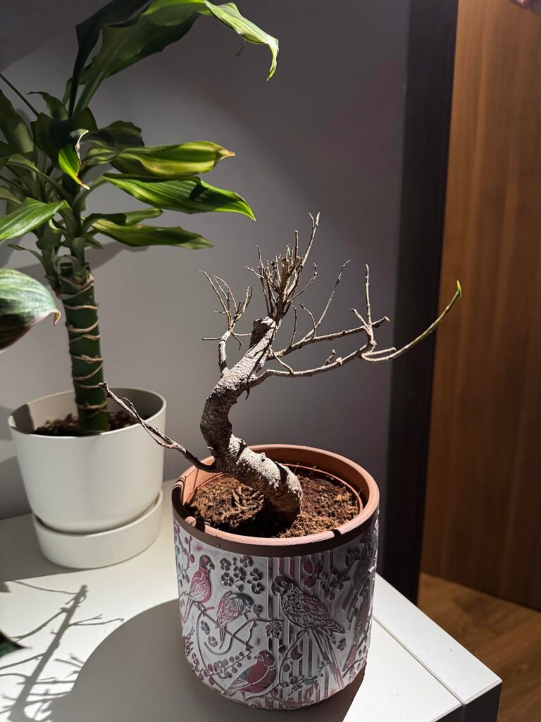 Please help with a dramatic bonsai 🥲 Please help with a dramatic bonsai 🥲