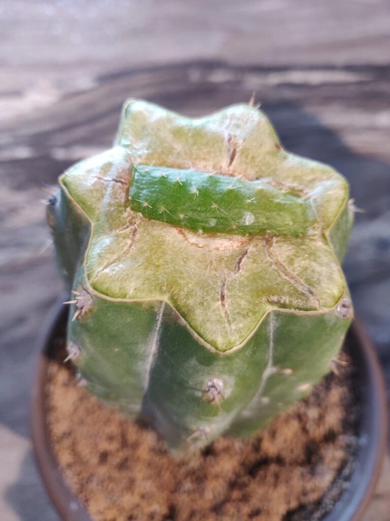 Micrografts: how it started vs how it's going