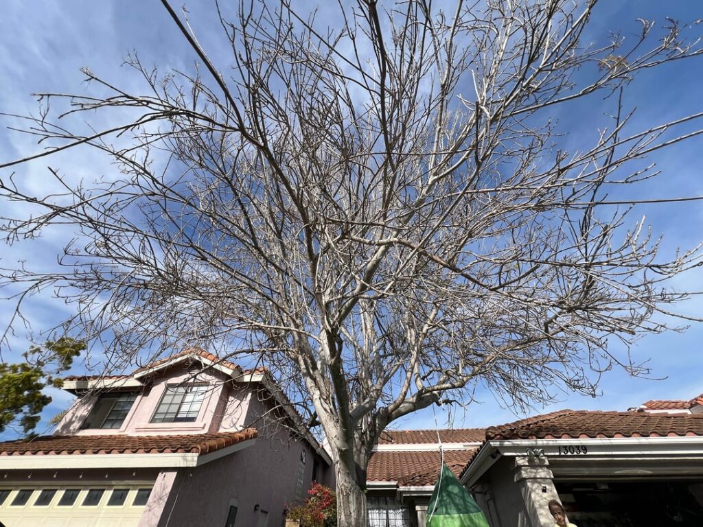 Does this need to be pruned?