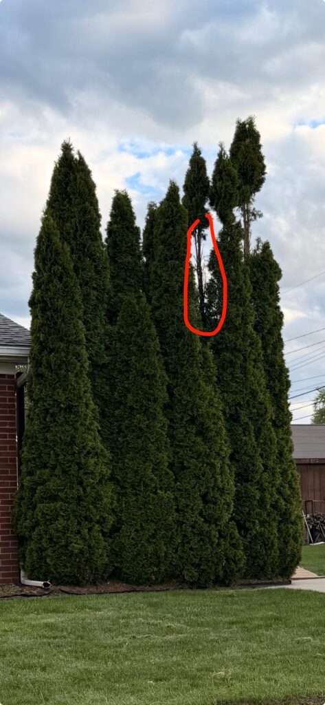 Arborvitae Cleanup