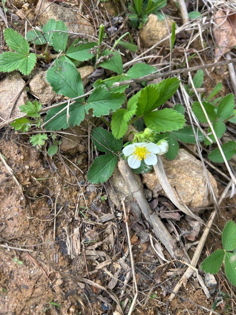 These are wild strawberries right? USA/PA