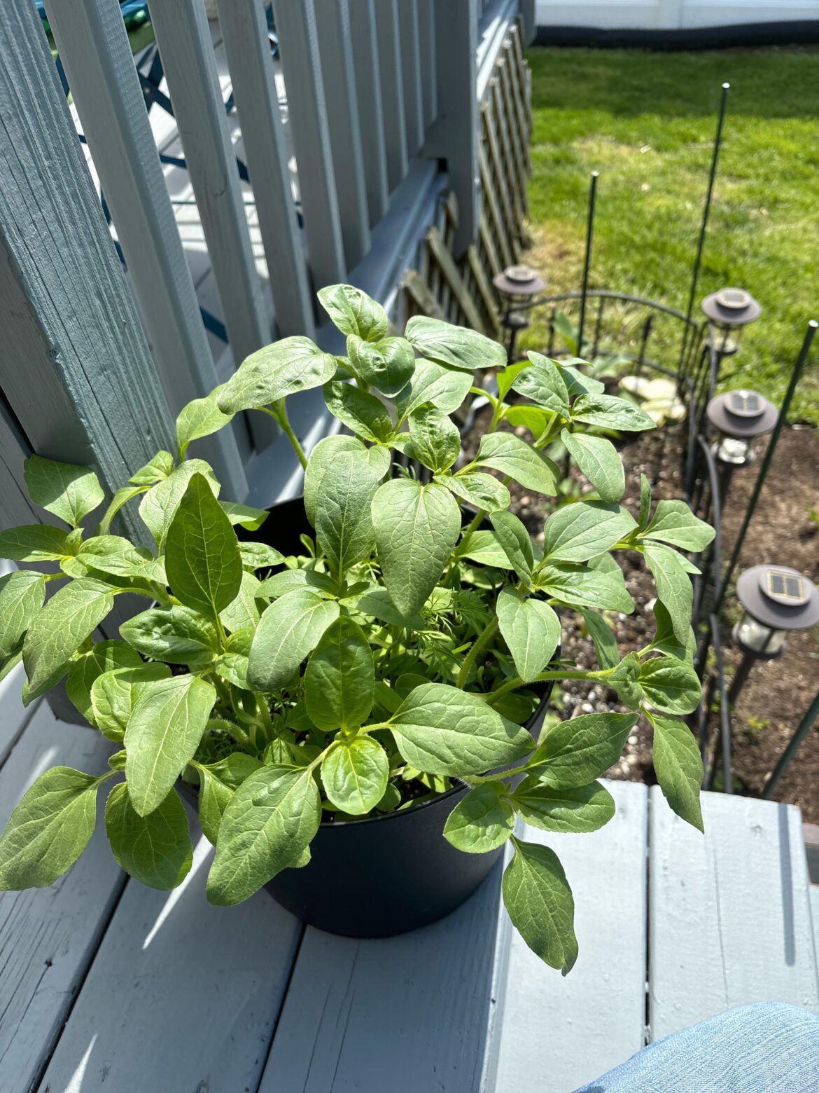 how do my mammoth sunflowers look?