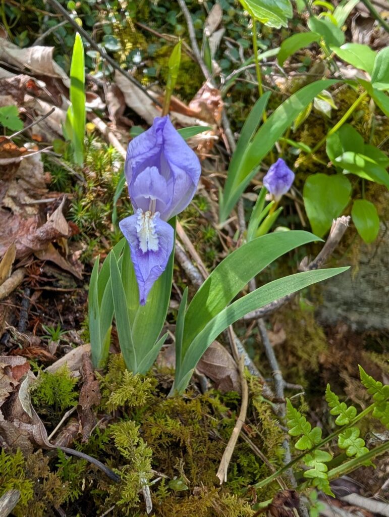 Wild iris? Central Virginia USA
