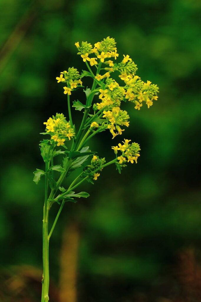 Herb Barbara (Barbarea vulgaris)