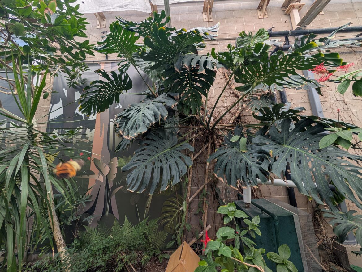 Seen at our local butterfly pavilion! I want to move a cutting from my big curly babe to our greenhouse and try to replicate this massiveness!