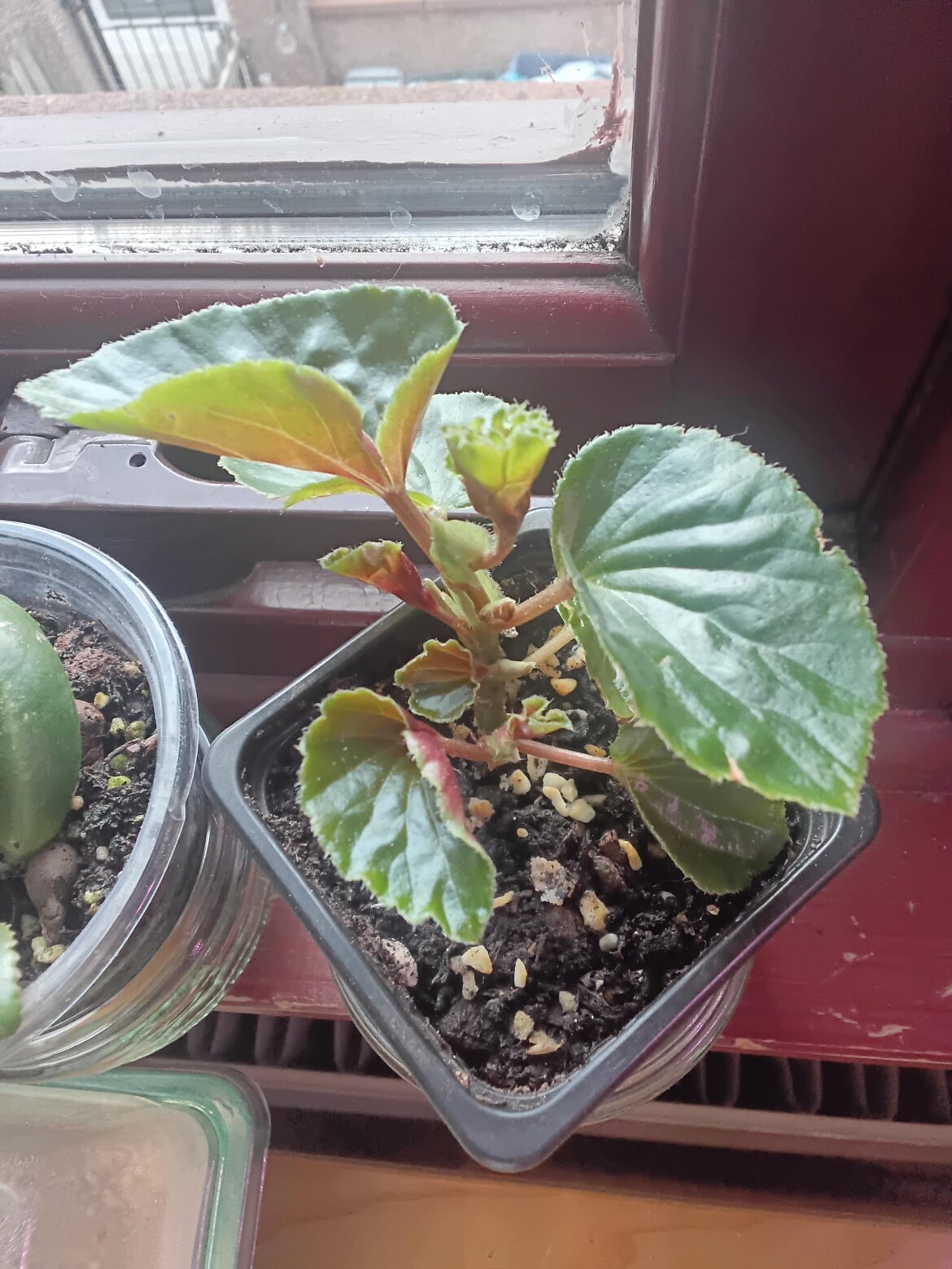 Begonia ?
