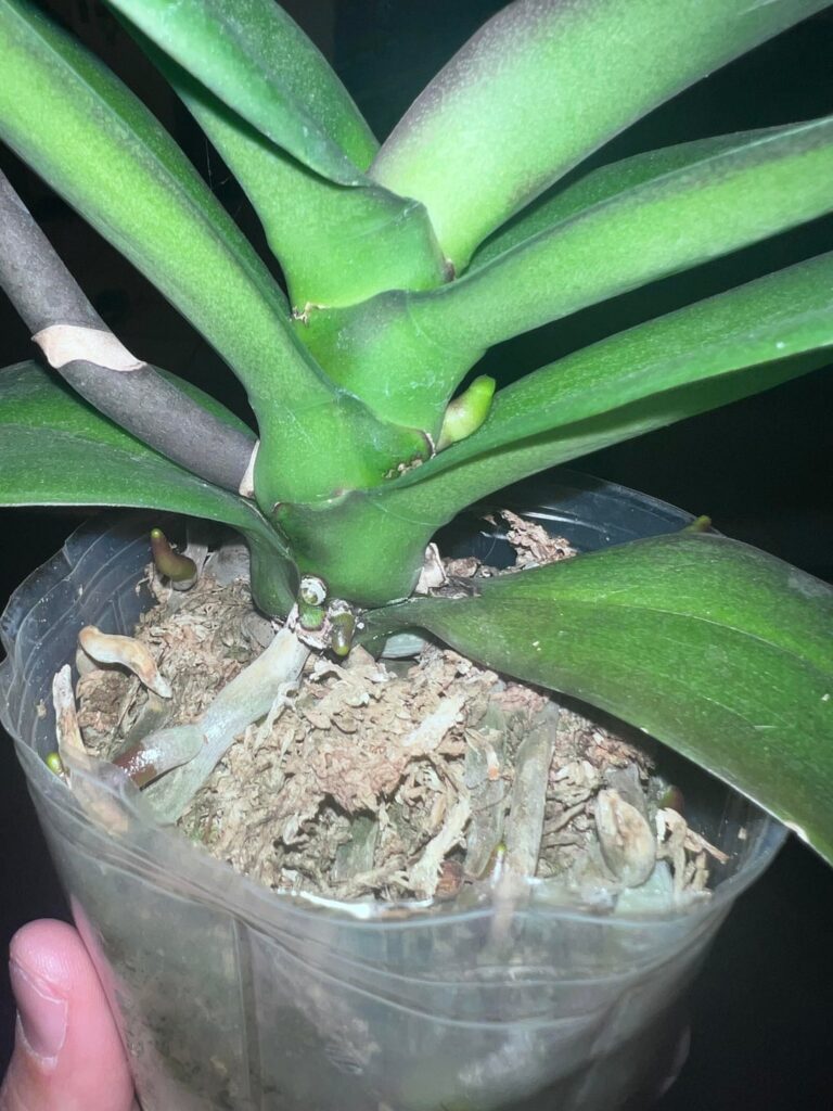 Questions About Repotting My Orchid 🙂