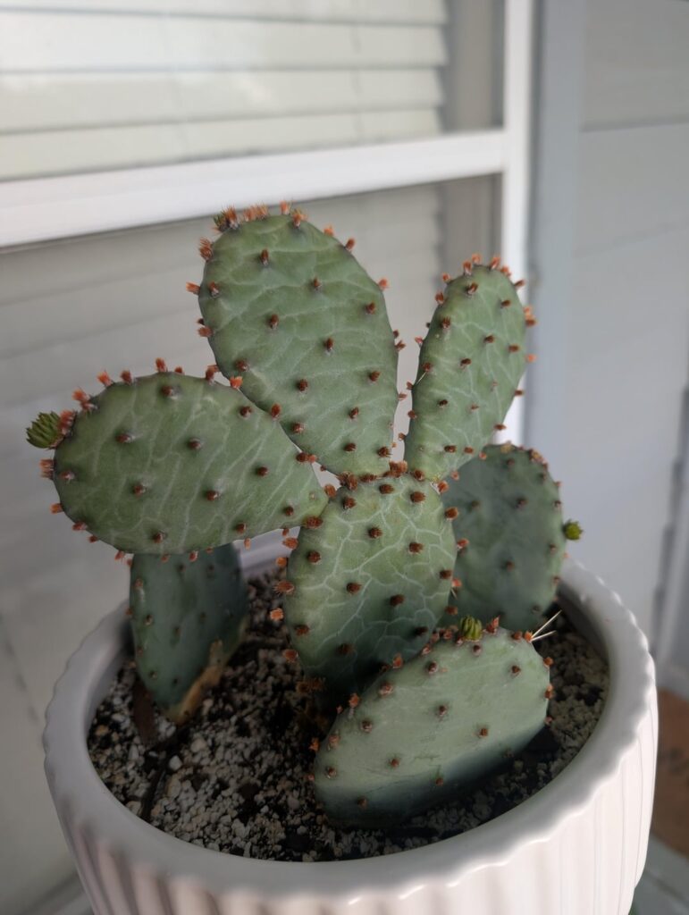Swipe to see 24 days of growth