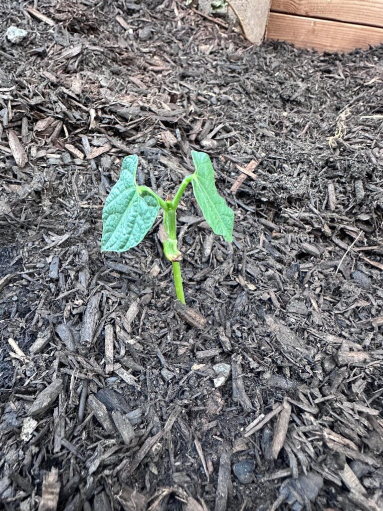 New to growing, how does my bean sprout look?