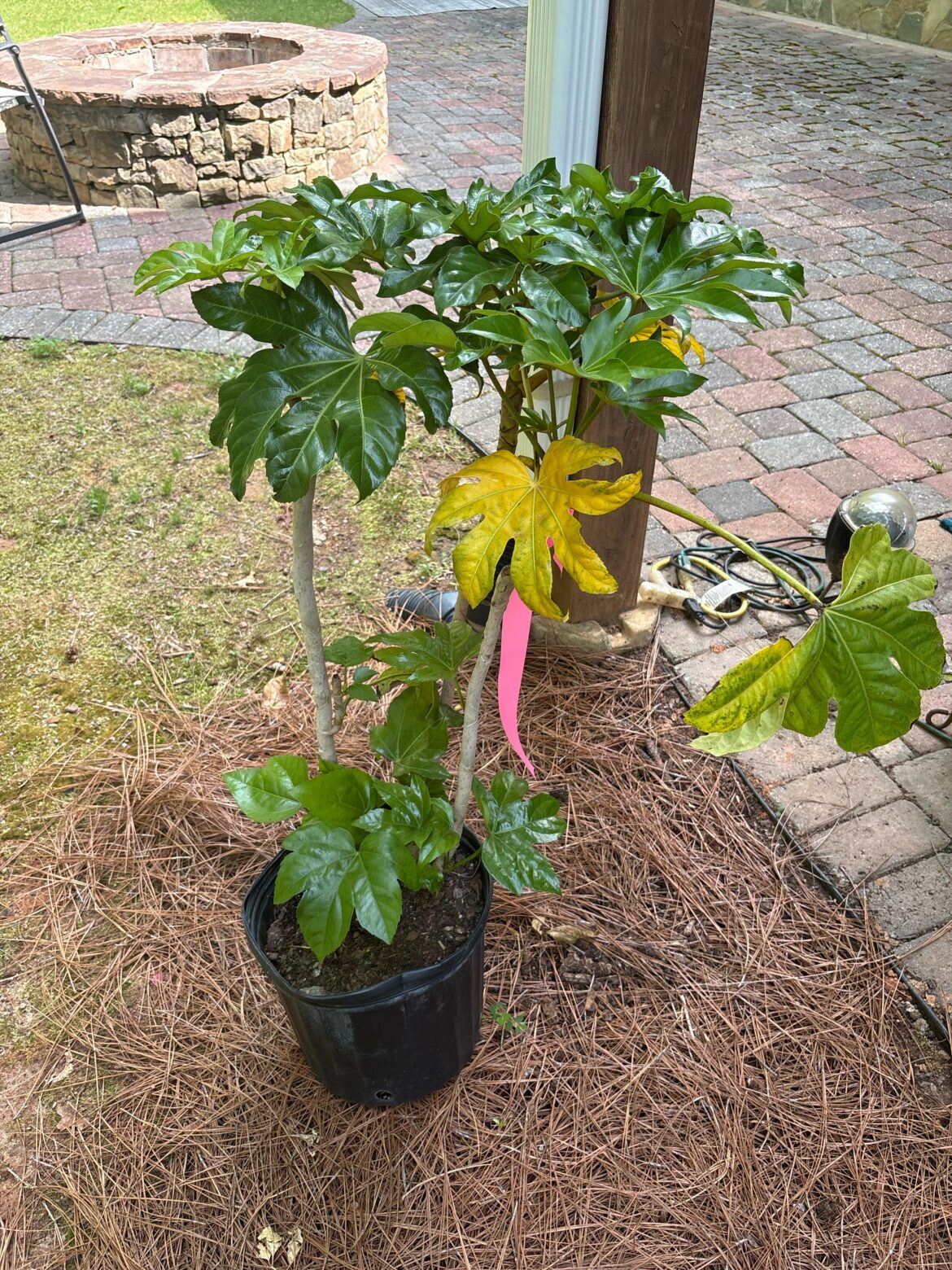 Fatsia