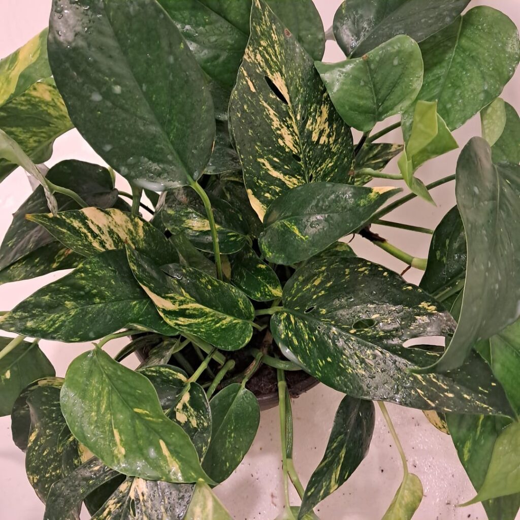 Epipremnum pinnatum ‘Yellow Sunrise’ Epipremnum pinnatum 'Yellow Sunrise'