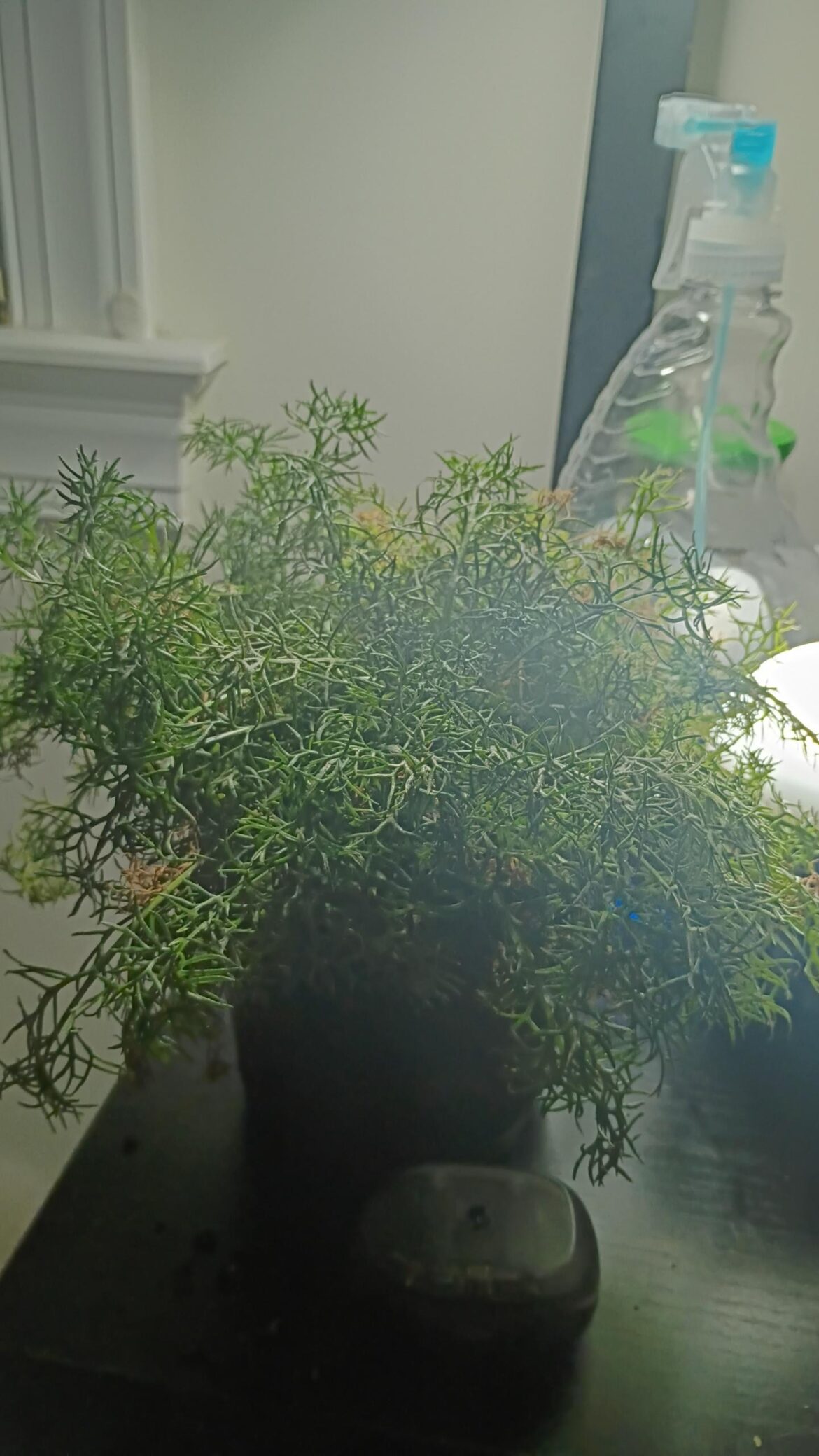Okay. So my chamomile really hasn't bloomed, and it's been like 90 days like this