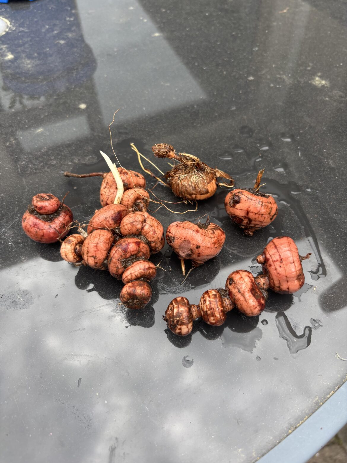 Can anyone identify these bulbs?